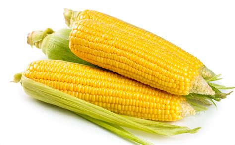 klas kukurice so zrelými zrnami