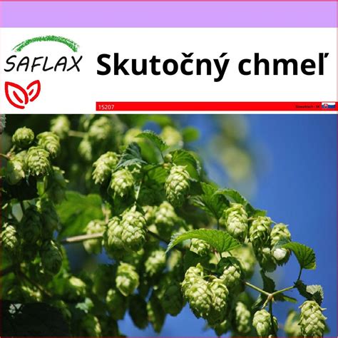 Detail chmeľových šištičiek