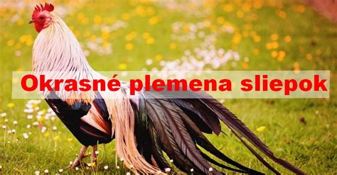 Porovnanie kohúta a sliepky plemena Altsteirer
