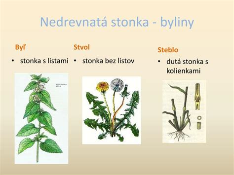 Ilustrácia rastliny tekvice obyčajnej s plodmi a listami