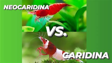 Porovnanie krevetiek Neocaridina a Caridina