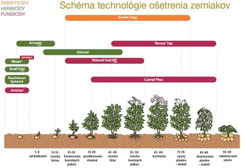 Schéma predpestovania zemiakov