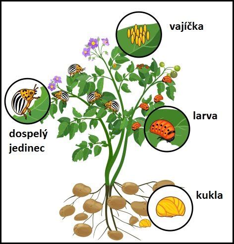 Ilustrácia pásavky zemiakovej
