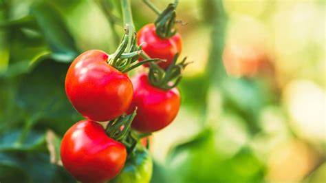 Zrelé paradajky pripravené na spracovanie