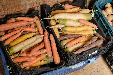 Rôzne druhy koreňovej zeleniny pripravené na uskladnenie