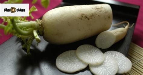 Daikon biela reďkovka