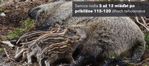 Schéma rozporciovania diviaka