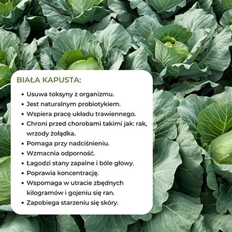 Zloženie hlávkovej kapusty - infografika