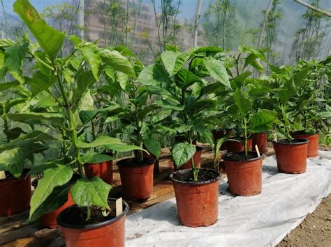 Propagátor a mladé sadenice chilli papričiek