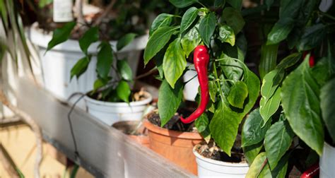 Vhodná pôda a zalievanie chilli papričiek v kvetináči