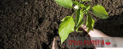 Hnojenie chilli papričiek počas kvitnutia