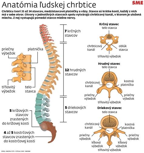 Anatomická schéma chrbtice a bedrovej oblasti