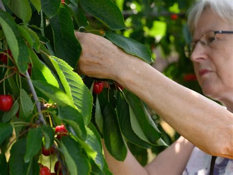 Ilustrácia pestovania čerešní