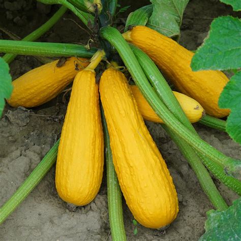 Tekvica Straightneck squash