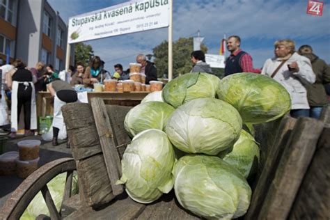 Ilustrácia procesu pestovania kapusty v Stupave