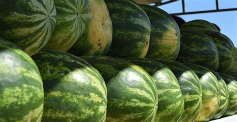 Vodný melón - nutričné hodnoty a zdravotné benefity
