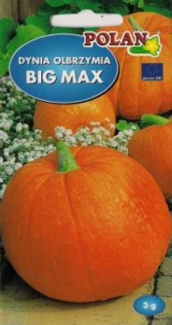 Tekvica Big Max na poli