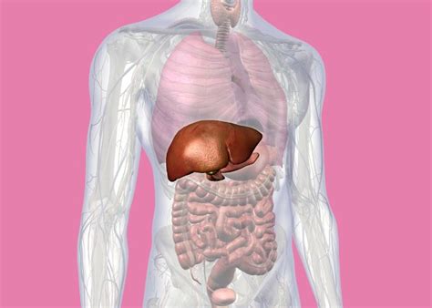 Ilustrácia opekania husacej pečene na panvici