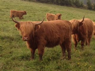 Škótsky náhorný dobytok (Highland cattle) na pasienku
