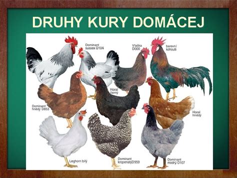 Zobrazenie kury domácej s označenými časťami tela