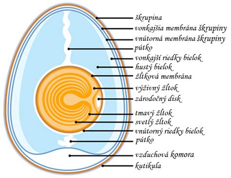 Vajíčko kury domácej a jeho vývoj