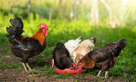 Porovnanie kohúta a sliepky