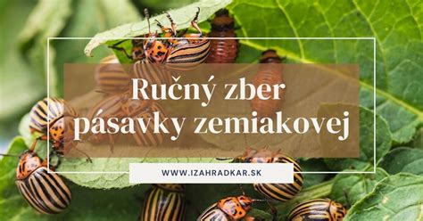 Boj proti pásavke zemiakovej
