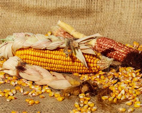 Rôzne produkty z kukurice