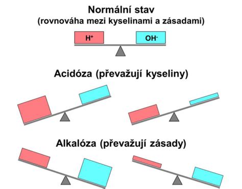 Schéma acidobázickej rovnováhy v tele