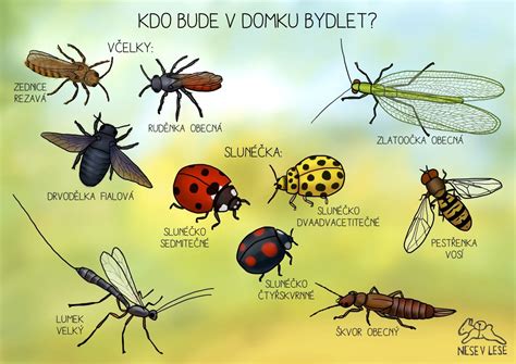 Fotografia rôznych druhov kŕmneho hmyzu v teráriu