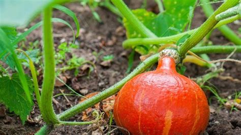 Zrelá tekvica pripravená na zber