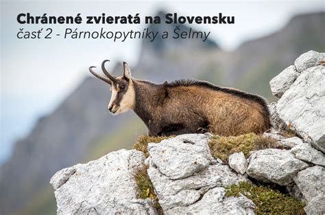 Kozy na paši na Slovensku