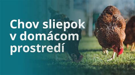 Ilustrácia kŕmenia sliepok v domácom chove s dôrazom na pestrú stravu