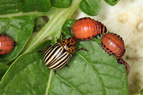 Pásavka zemiaková (Colorado potato beetle)