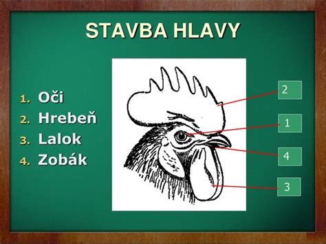 Ilustrácia kury domácej s detailmi hlavy a stavby tela