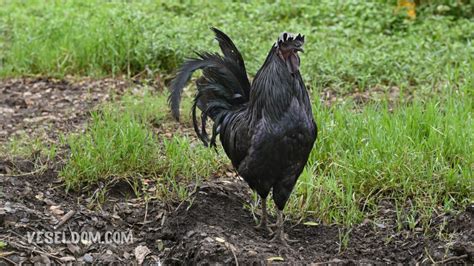 Fotografia kohúta plemena Sumatra