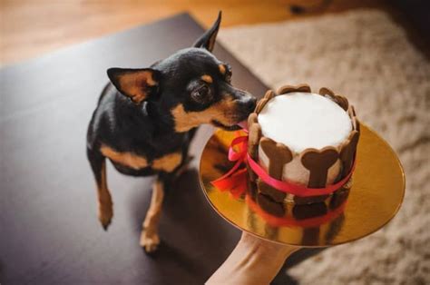 Torta pre psa s piškótami a kostičkami