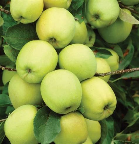 Odroda jablone Golden Delicious