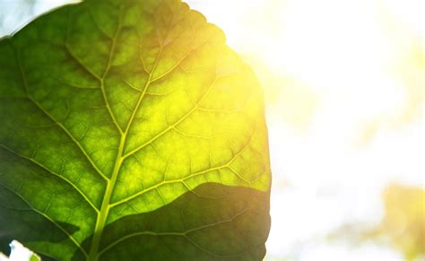 Prírodné zdroje zelenej farby