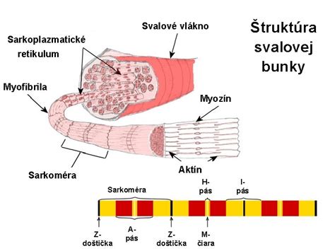 Myozín a interakcia s aktínovými vláknami