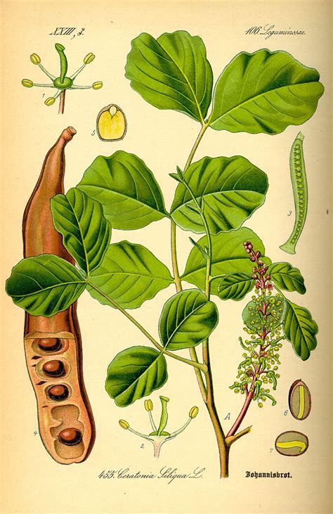 Strom rohovníka obyčajného (Ceratonia siliqua)
