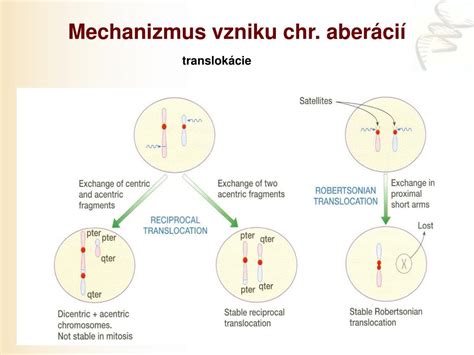 Schéma: Mechanizmus vzniku pseudomembranóznej kolitídy po užívaní antibiotík