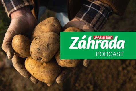 Výsadba zemiakov v riadkoch