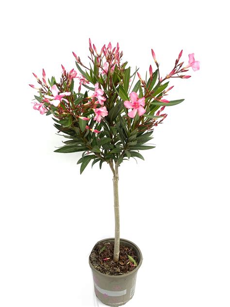 Cukrový oleander na tortu