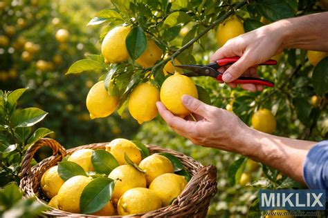 Ilustrácia čerstvých citrónov a malín