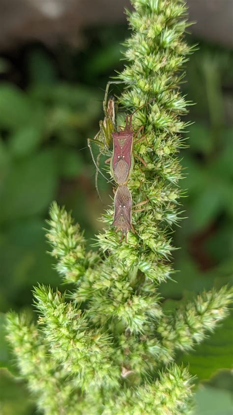 Porovnanie <i>Leptocorisa oratorius</i> a <i>Leptocorisa acuta</i>