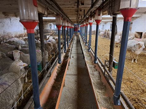 Farma s ovcami v slovenskej krajine