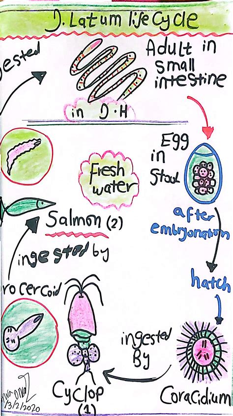 Schéma životného cyklu pásomnice Diphyllobothrium latum