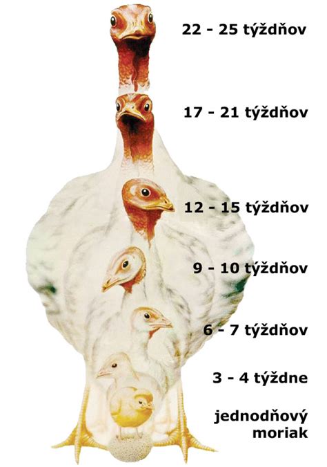 Celý moriak na farme