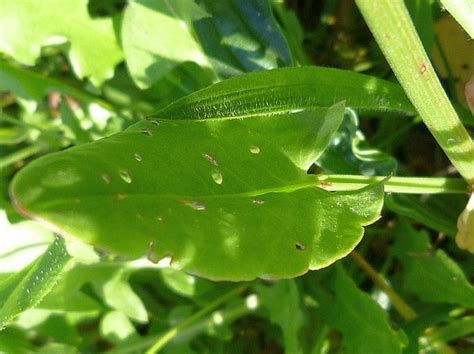 Štiav lúčny (Rumex acetosa)